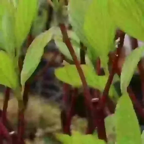 Cornus alba Sibirica Siberian dogwood